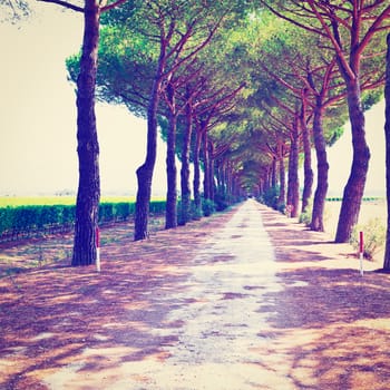 Asphalt Road between Vineyards and Plowed Fields in the Tuscany, Instagram Effect