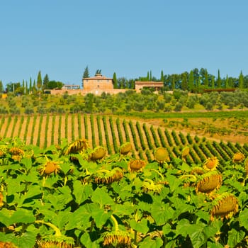 Sunflower Plantation, Vineyards and Olive Trees on the Hills of Tuscany, Instagram Effect