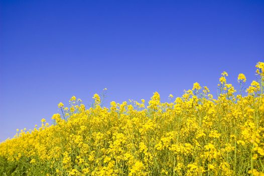 Yellow flowers and blue sky. Yellow flowers against blue sky.