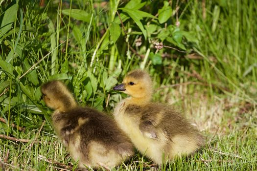 Two cute chicks