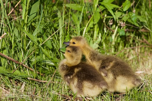 Cute pair of cackling geese is eating