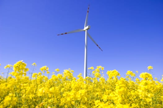 Windmill conceptual image. Windmill beetwen yellow flowers in summer.