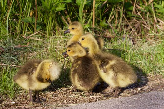 Strong reaction on something by a group of young geese