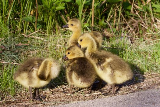 Strong reaction on something by a group of young geese