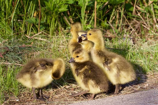 Incompliance of the group of young cackling geese