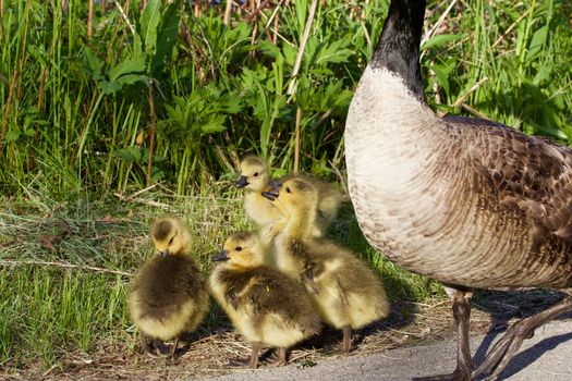 Young goose is snitching on someone to his mom