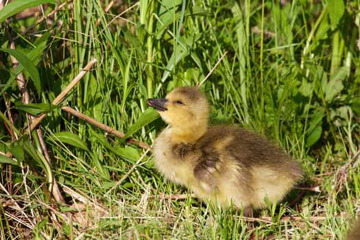 Happy chick of a cackling goose