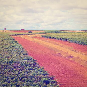 Extensive Vineyards on the Hills of Portugal, Instagram Effect