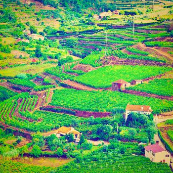 Extensive Vineyards on the Hills of Portugal, Instagram Effect