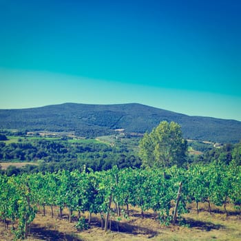 Hills of Tuscany with Vineyard in the Chianti Region, Instagram Effect