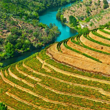 Vineyards in the Valley of the River Douro, Portugal, Instagram Effect