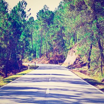 Forest Asphalt Road in Portugal, Instagram Effect