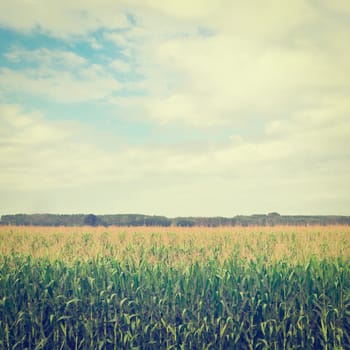 Plantation of Ripe Corn in Piedmont, Italy, Instagram Effect