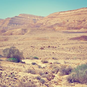 Green Plants of the Negev Desert in Israel, Instagram Effect