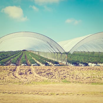 Strawberry Beds inside the Greenhouse in Portugal, Instagram Effect