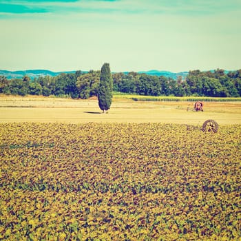 Sprinkler Irrigation for Sunflower in Southern France, Instagram Effect