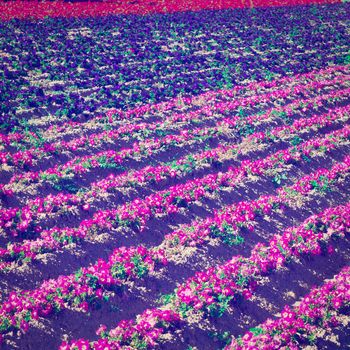 Flower Beds as Background in France  in the Autumn, Instagram Effect