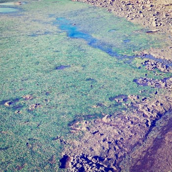 Swamp on the Shore of Atlantic Ocean in Portugal, Instagram Effect 