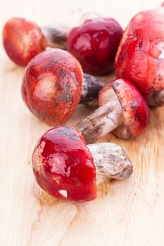 fresh red Rosy Russula ("Russula rosacea Pers. Ex S.F. Gray") fungi from nature on wooden plate