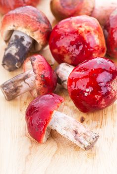 fresh red Rosy Russula ("Russula rosacea Pers. Ex S.F. Gray") fungi from nature on wooden plate