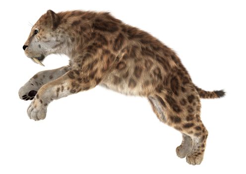 3D digital render of a smilodon or a saber toothed cat isolated on white background