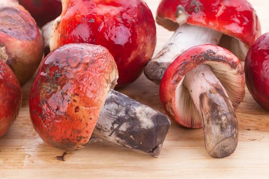 fresh red Rosy Russula ("Russula rosacea Pers. Ex S.F. Gray") fungi from nature on wooden plate