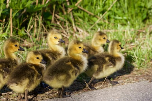 Family of cute young cackling geese