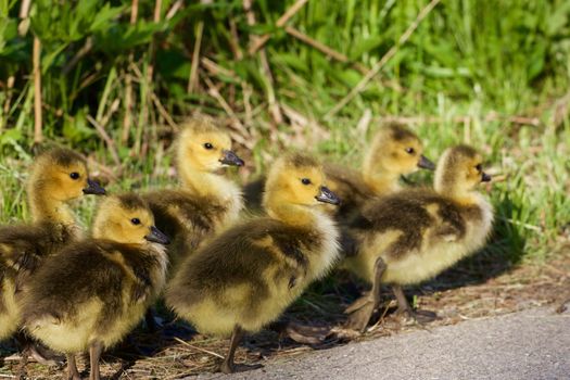 Six cute chicks