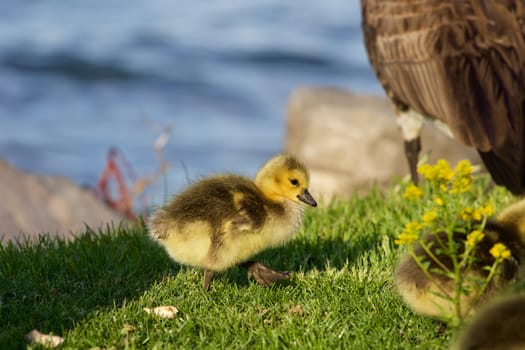 Cute happy chick is going near the water