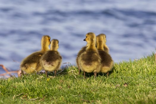 Cute company of young geese near the lake