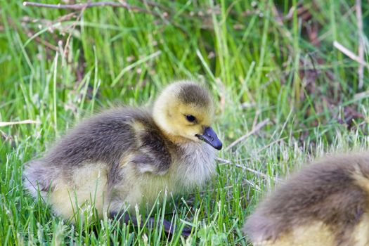 Chick of a cackling goose close-up