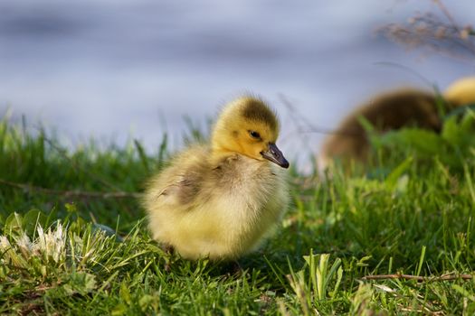 Sly sight of a chick