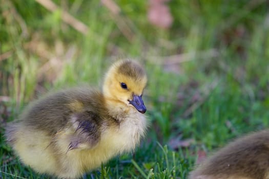 Cute chick close-up