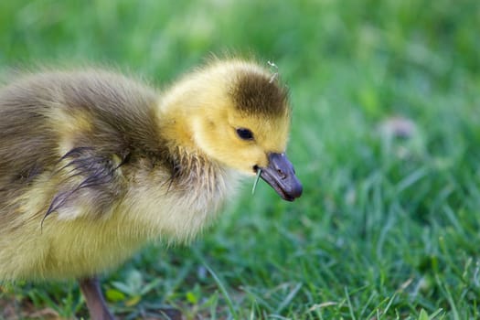 Very cute chick is eating the grass