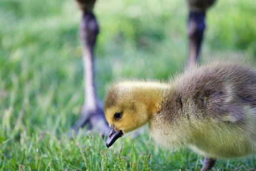 Cute chick under protection