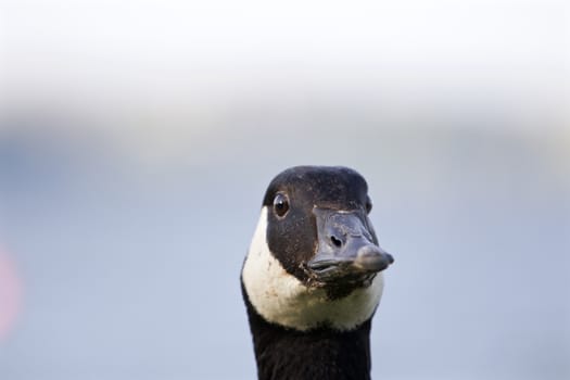 Funny head of a serious cackling goose