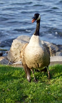 The defence of a cackling goose