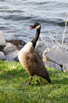 Fear of a cackling goose