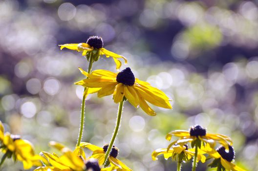 beautiful yellow rudbeckia flowers in morning sunlight