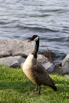 Scary amazement of a cackling goose