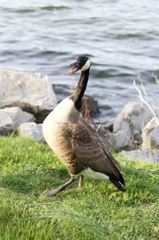 Strong fear of a cackling goose 