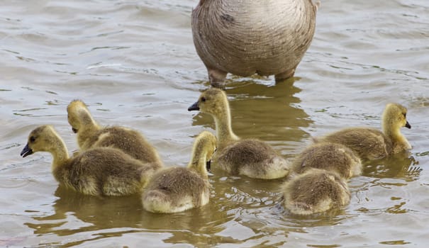 Young family of a cackling geese