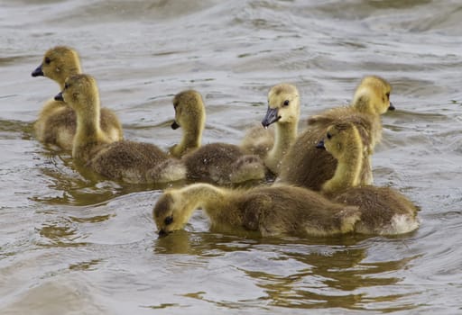 Funny swimming for a family of young geese