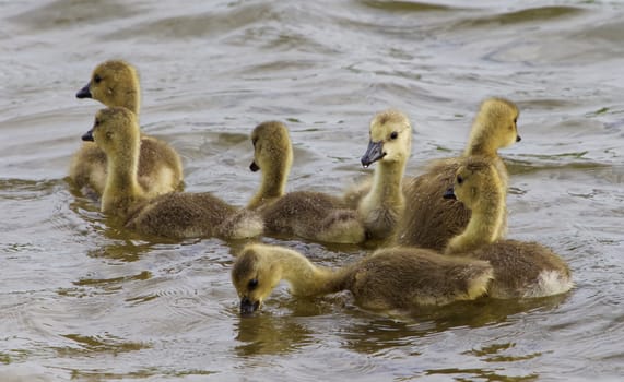 Young geese are swimming