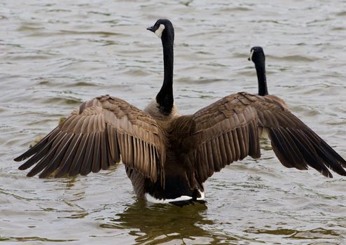 Beautiful strong goose is hiding his children