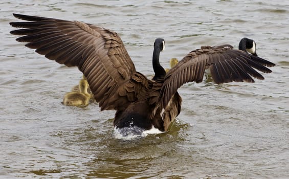 Father's power of a cackling goose