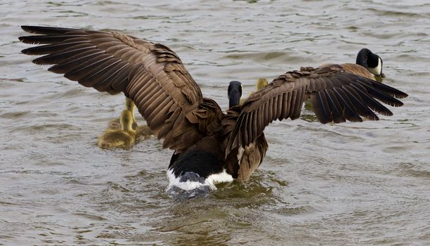 Beautiful goose is protecting his children