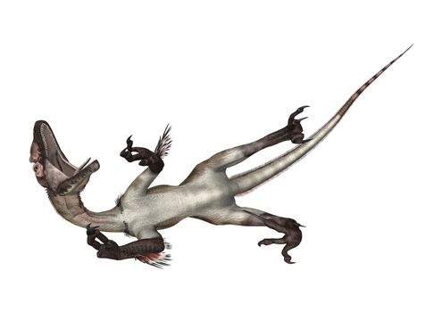 3D digital render of a dinosaur utahraptor isolated on white background