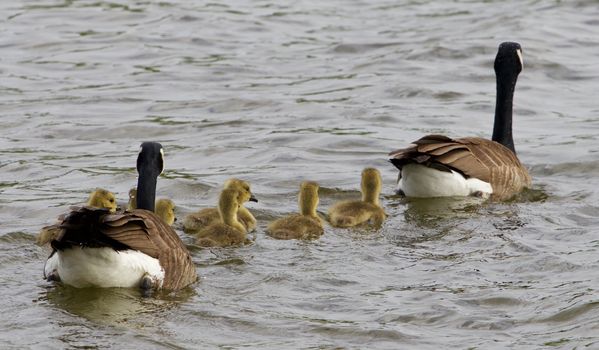 The geese family convoy