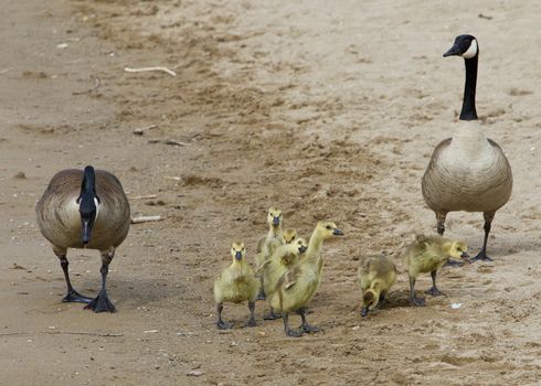 Funny chick is imitating his parents